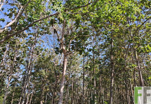 Waldbegehung April 2026