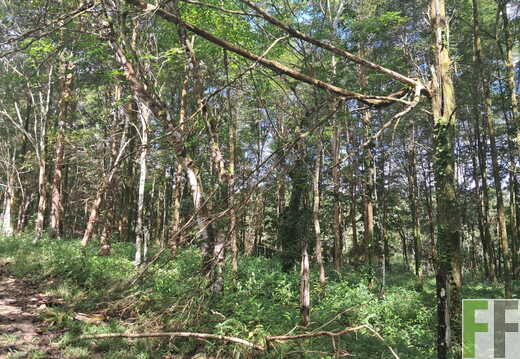 Waldbegehung April 2026