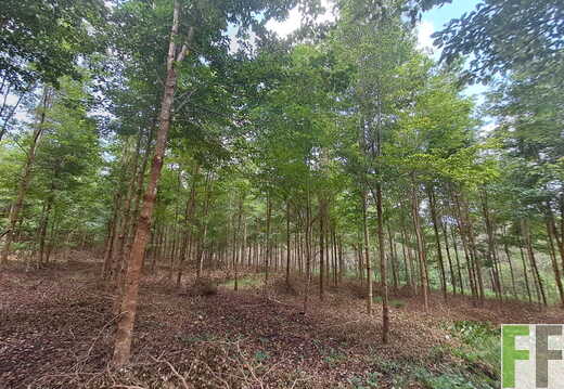 Waldbegehung April 2026