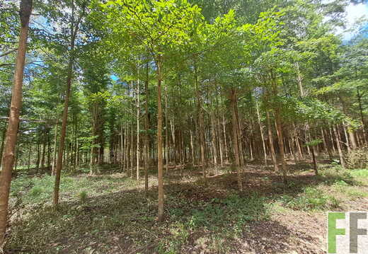 Waldbegehung April 2026