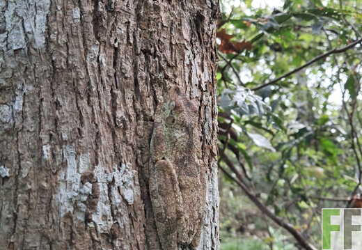 Baumfrosch