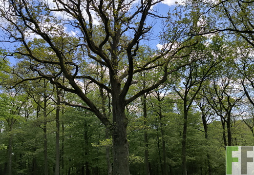 Waldführung Waldfriedhof Eifel 09.05.2026