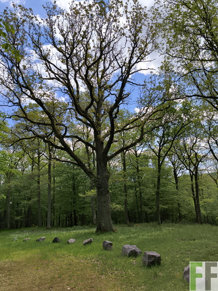 IMG_20260509_133349.jpg